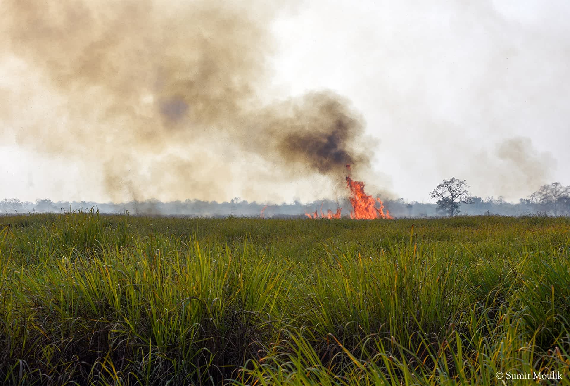 Grassland-burning