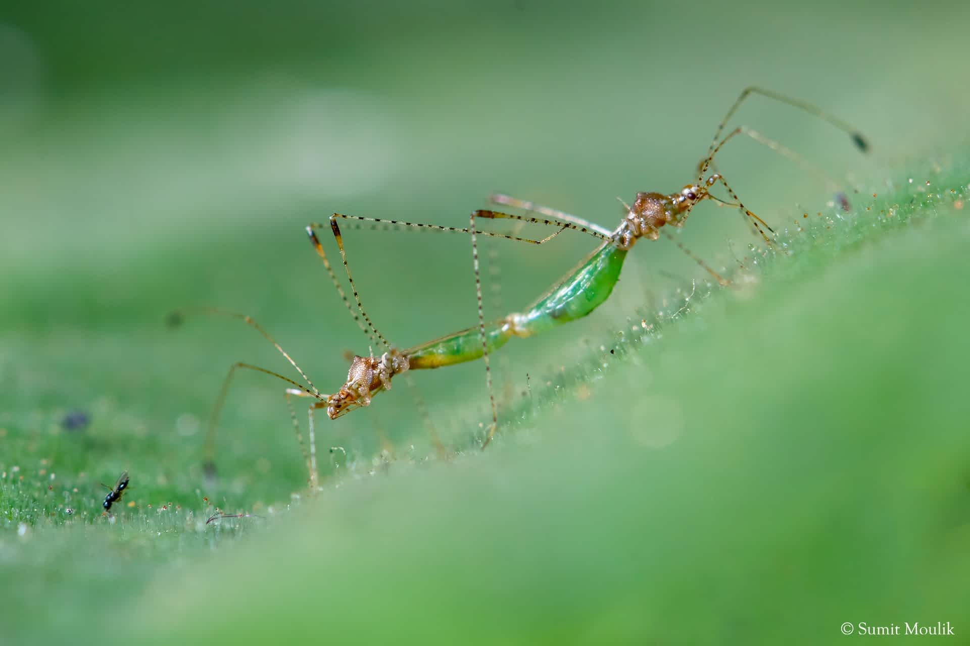 Berytidae