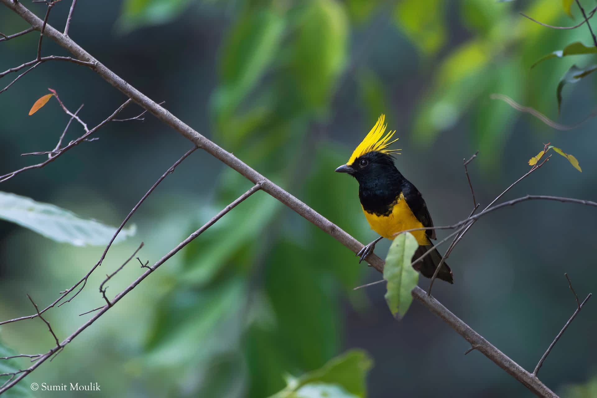 Sultan tit